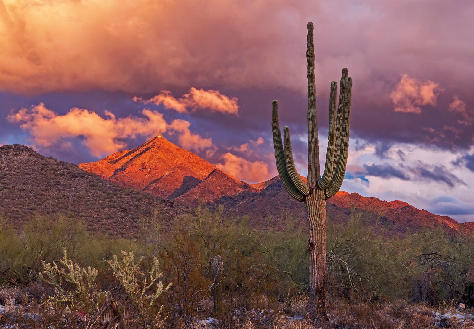 The McDowell Mountains at dusk with desert cactus in the foreground